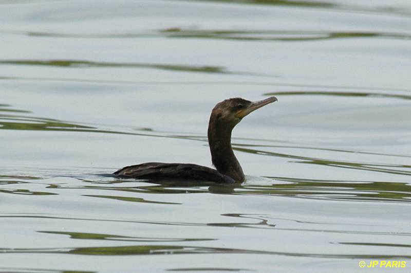 Phalacrocorax brasilianus